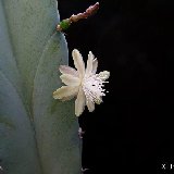 Myrtillocactus